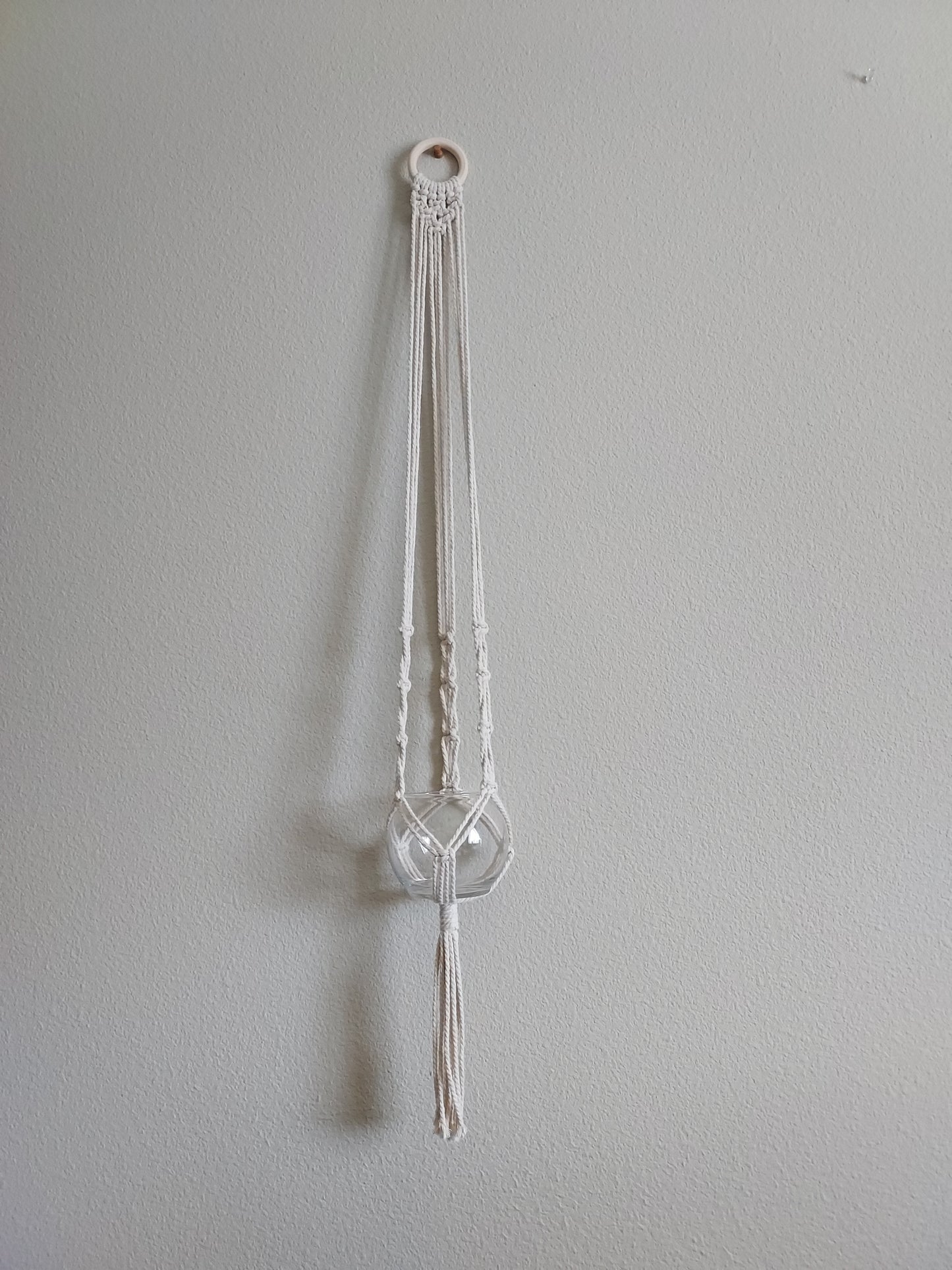 Single plant, macrame plant hanger, wall plant hanger.