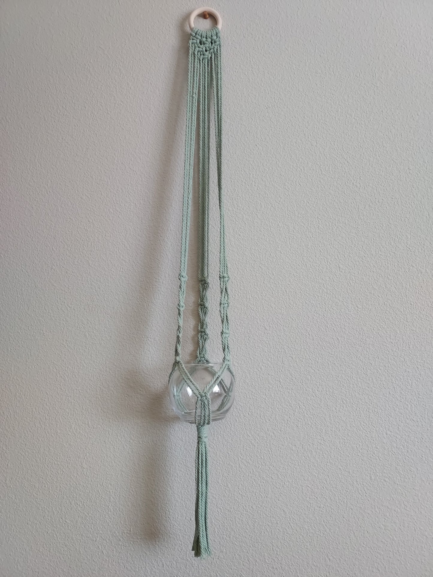 Single plant, macrame plant hanger, wall plant hanger.