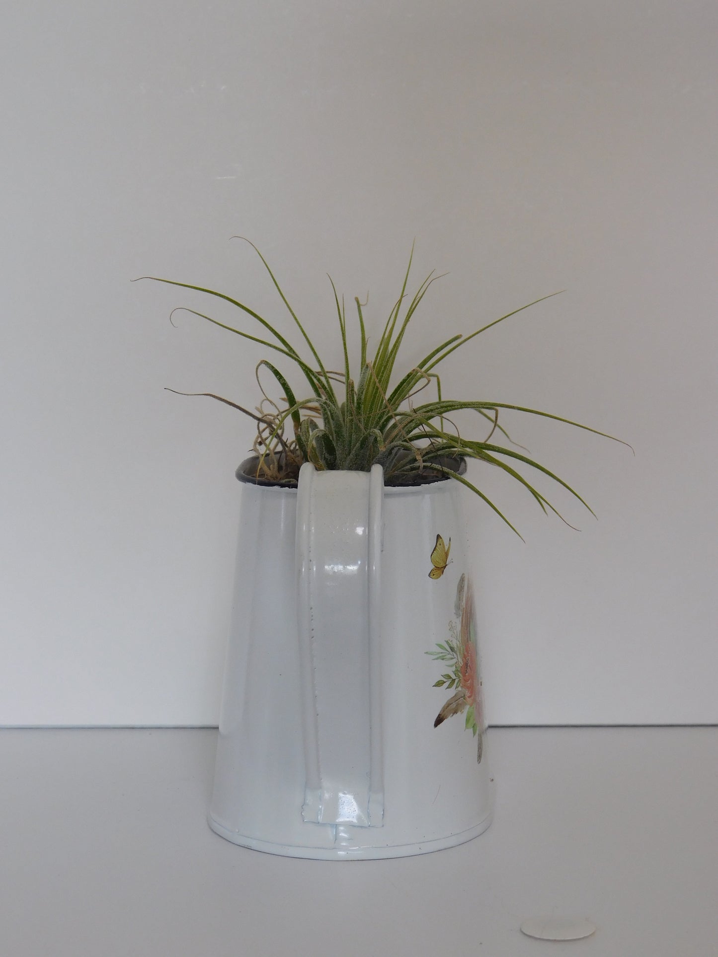 Air plants, watering can with air plant. Country decor.