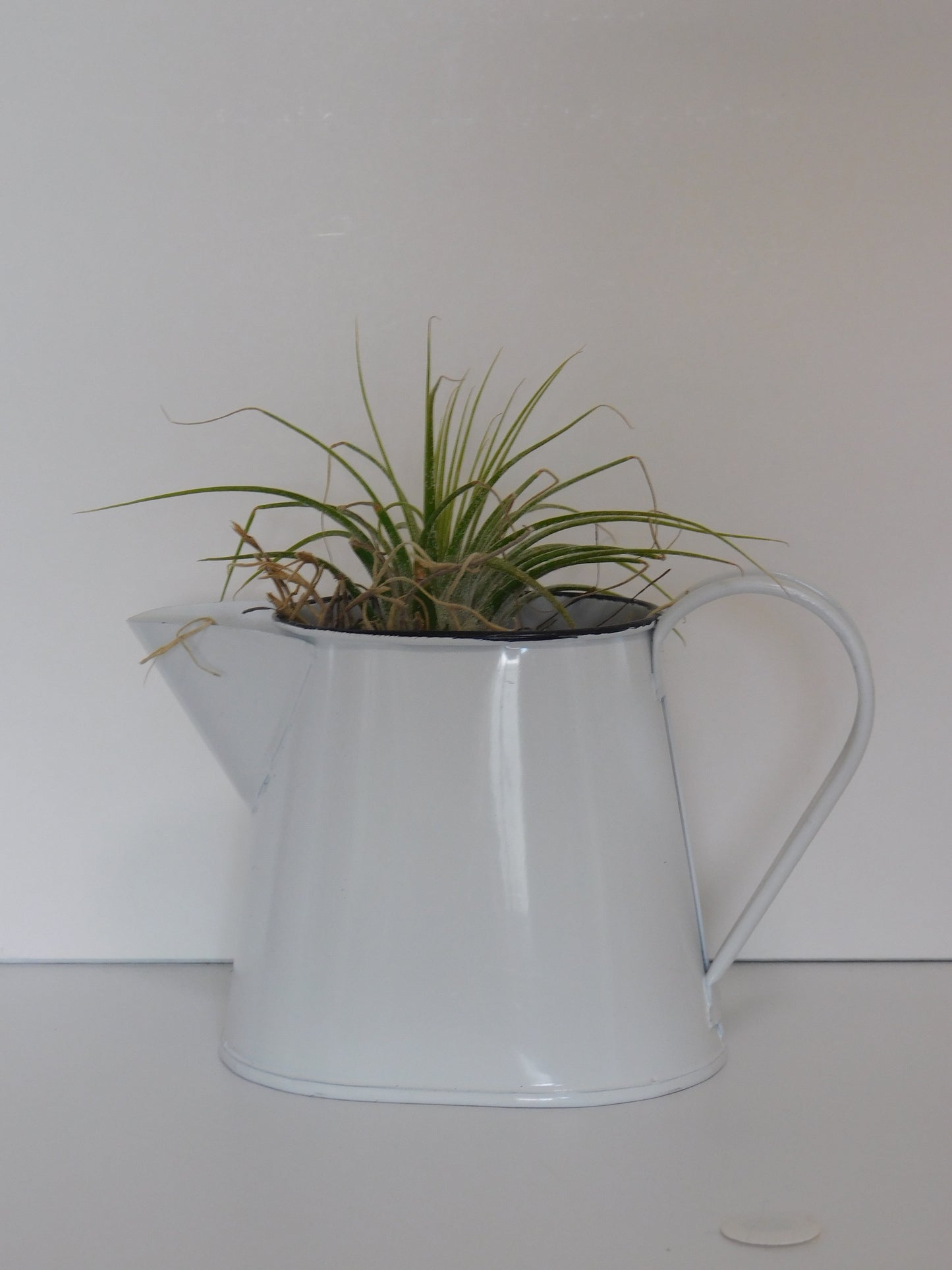 Air plants, watering can with air plant. Country decor.