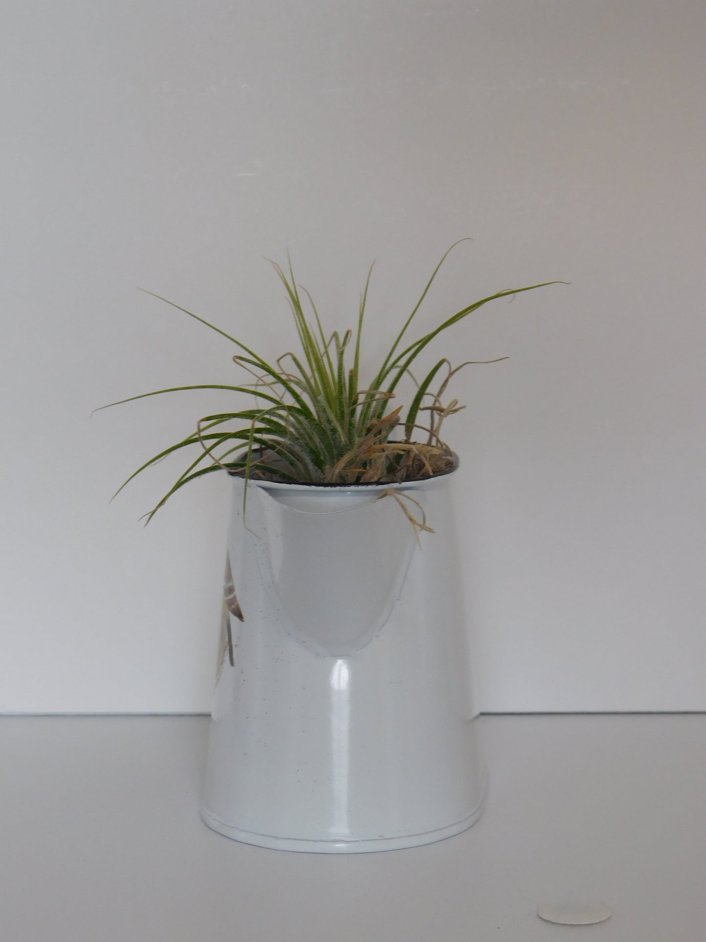 Air plants, watering can with air plant. Country decor.