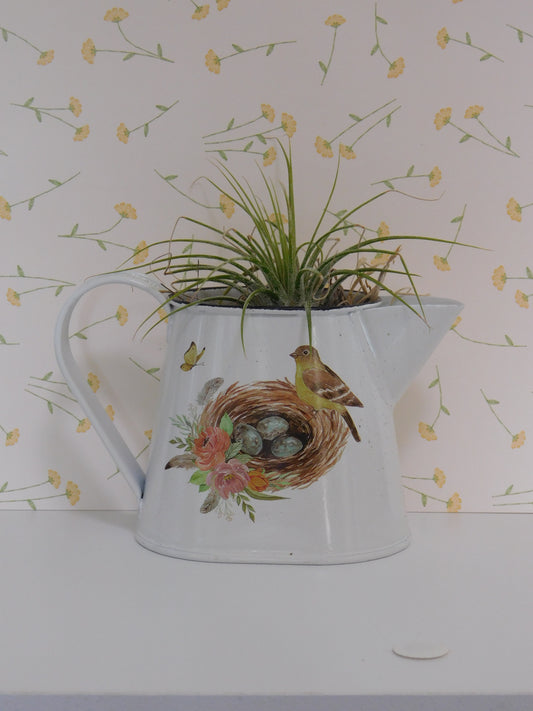 Air plants, watering can with air plant. Country decor.